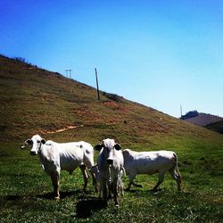 Cows grazing on grassy field