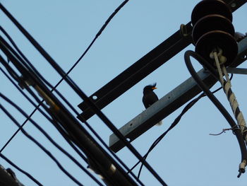 Low angle view of bird perching on cable against sky