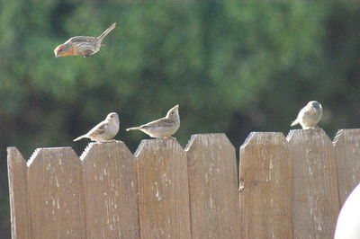 Seagulls perching on wooden post