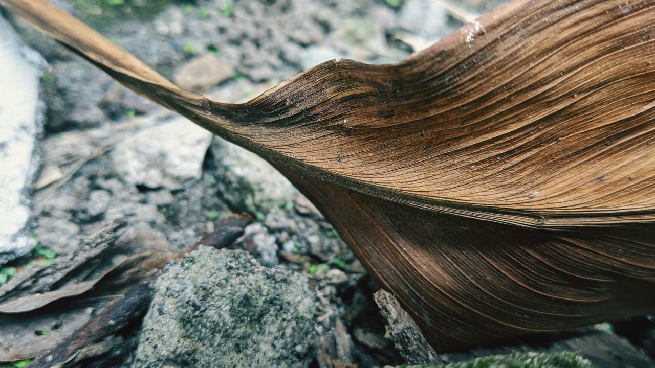 CLOSE-UP OF DRIFTWOOD ON TREE TRUNKS