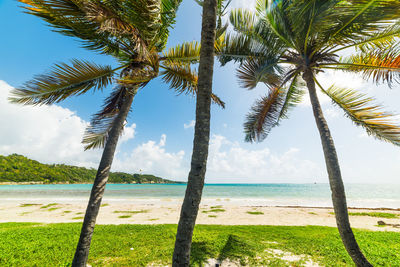 Palm trees on beach against sky