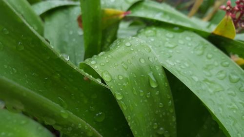 Close-up of wet plant leaves during rainy season