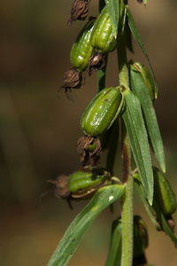 Close-up of insect on plant