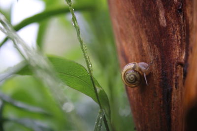 Close-up of insect on leaf