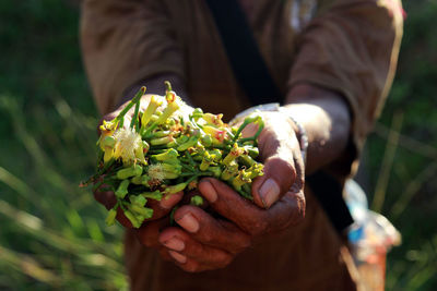 Close-up of hand holding flowering plant