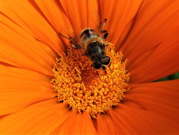 Close-up of bee pollinating on orange flower