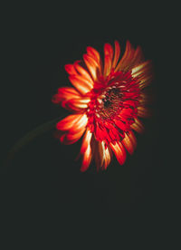 Close-up of red flower over black background