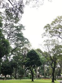 Trees in park