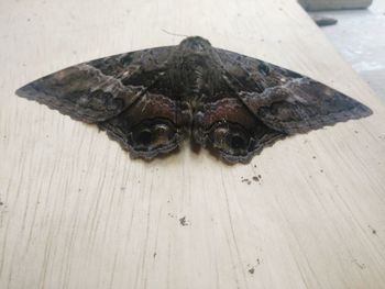 High angle view of tortoise on table