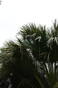 Low angle view of palm trees against clear sky