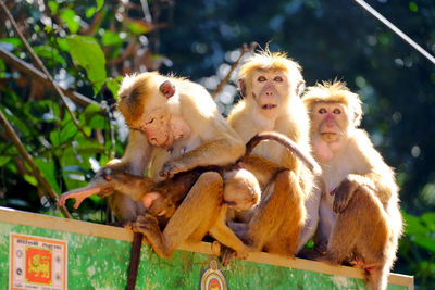 Cute group of three monkeys sitting in a row, with mother grooming baby monkey.