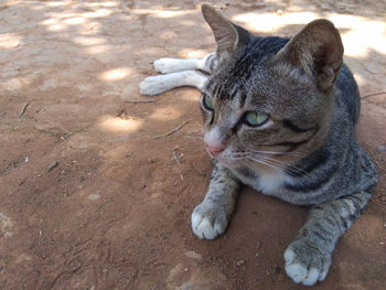 Close-up of a cat looking away