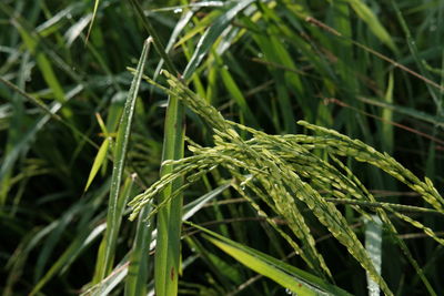 Close-up of crops growing on field