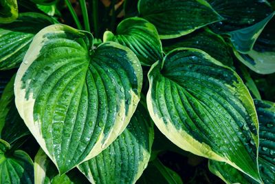 High angle view of wet plant leaves in rainy season