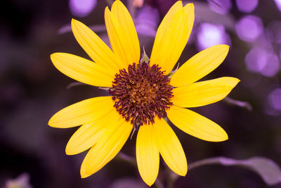 Close-up of yellow flower