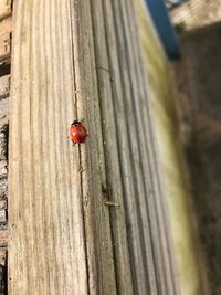 Close-up of ladybug on wood