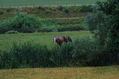 Horse in a field