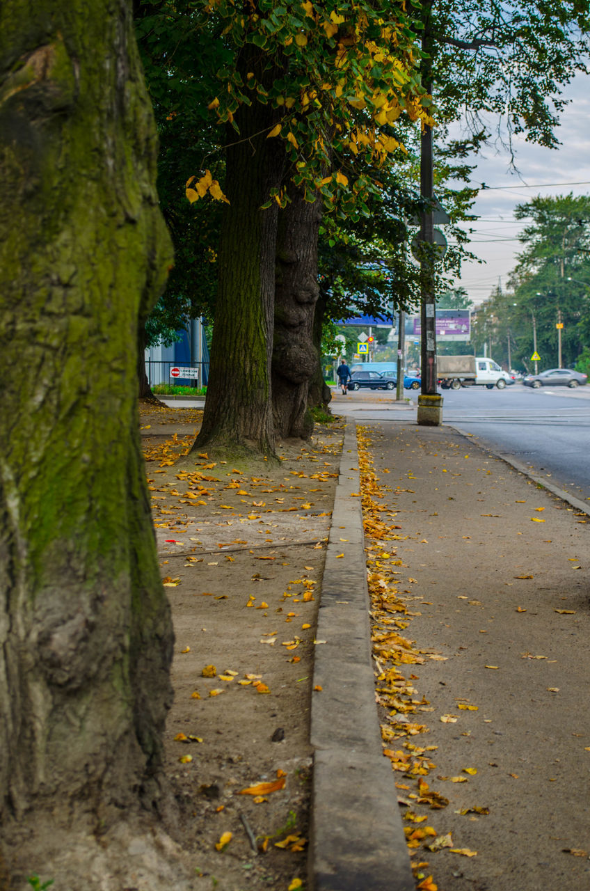 the way forward, transportation, tree, road, street, diminishing perspective, vanishing point, road marking, autumn, asphalt, tree trunk, outdoors, yellow, day, empty road, nature, no people, surface level, railroad track, season