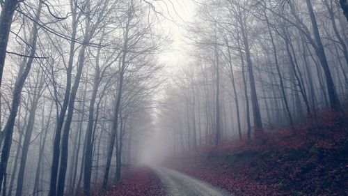 Road passing through forest