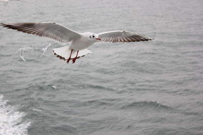 Seagulls flying over sea