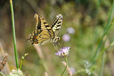 Close-up of butterfly pollinating on purple flower