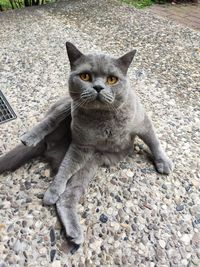 High angle portrait of cat relaxing on pebbles