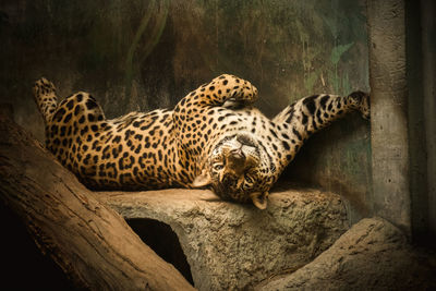 Cat sleeping in a zoo