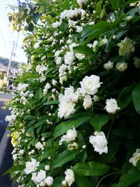 Close-up of white flowers