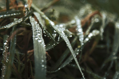 Close-up of wet plant during winter