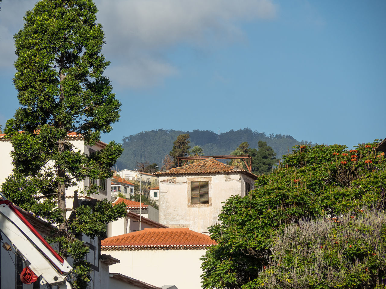 TREES AND HOUSES AGAINST SKY