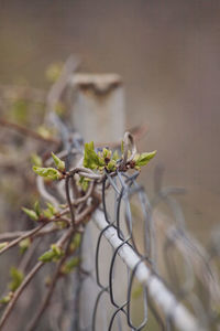 Close-up of plant growing by fence