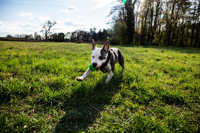 Dog running in field