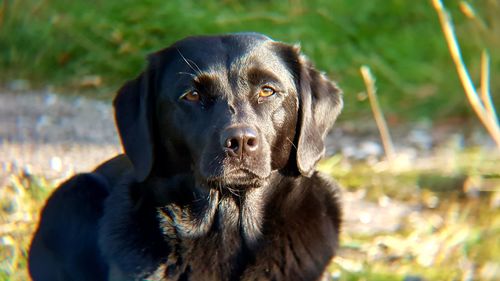 Portrait of black dog