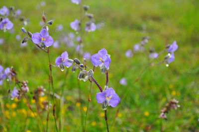 Crested naga flowers, sweet purple flowers blossoming in full bloom, phu soi dao national park