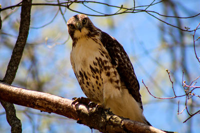 Low angle view of eagle perching on branch