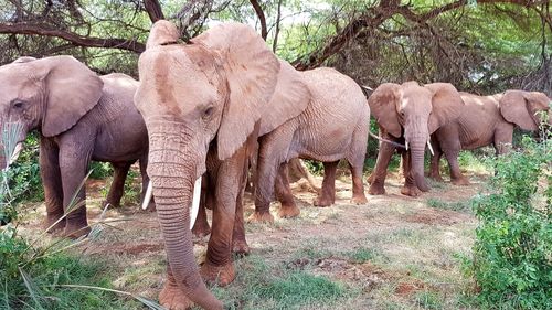 Elephant walking in a forest