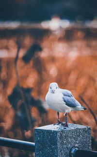 Close-up of seagull perching on wooden post