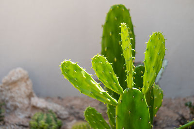 Close-up of succulent plant