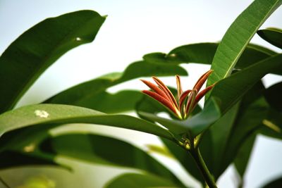 Close-up of red flower