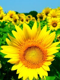 Close-up of yellow sunflower