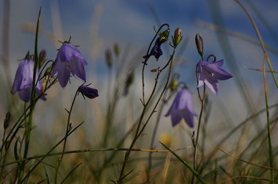 Close-up of flowers against sky