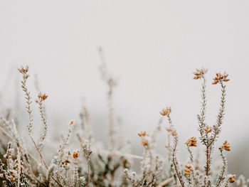 Selective focus photo of frosty heather on a cold, winters morning.