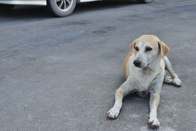 Portrait of a dog on the road