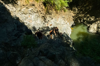 High angle view of sheep on rock