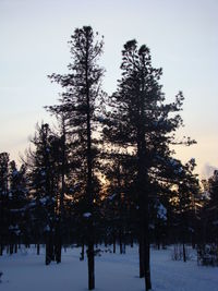 Trees on snow covered field against sky