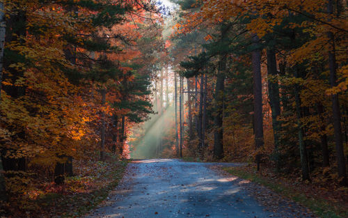 Dirt road amidst trees in forest against sky