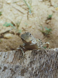Close-up of lizard on tree trunk