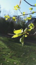 Close-up of leaves