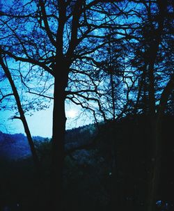 Low angle view of silhouette trees against sky