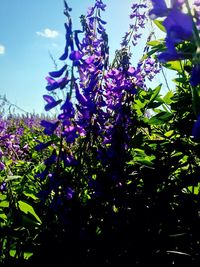Close-up of purple flowers